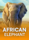 African Elephant