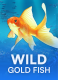 Wild Gold Fish